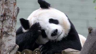 Tian Tian the Panda in her enclosure at Edinburgh Zoo