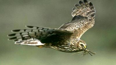 A hen harrier in flight