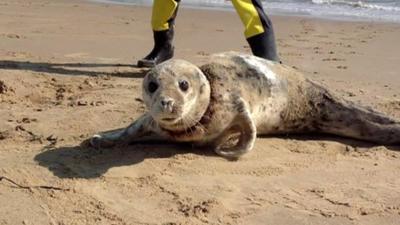 Seal on Scroby Sands