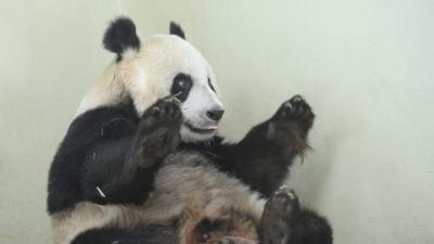 Tian Tian the panda