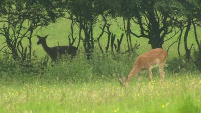 Deer in Havering