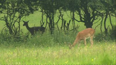 Deer in Havering Park