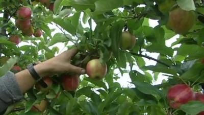 Fruit picking