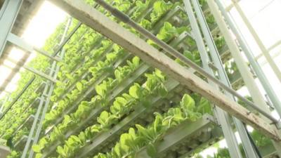 Singapore vertical farm