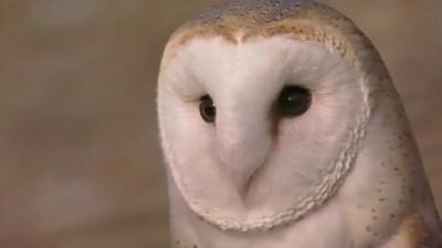 Barn owl