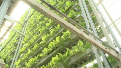 Singapore vertical farm