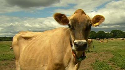 Cow in field