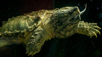 An alligator snapping turtle