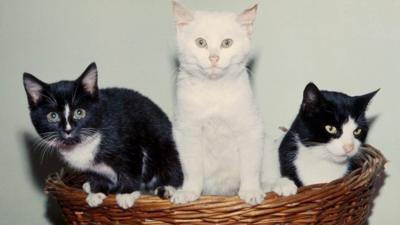 Three cats in a basket