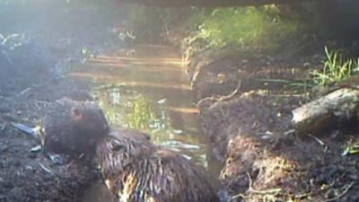 Beaver kit and parent in Devon