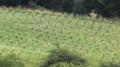 One of the vineyards