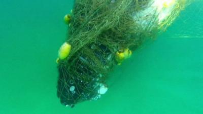 The humpback whale entangled in shark nets