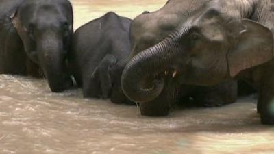 Wild elephants in China