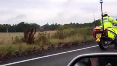 The mallards and a police motorbike rider on the A3