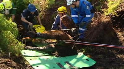 Rescuers freeing Kiparra the horse after she became trapped in mud