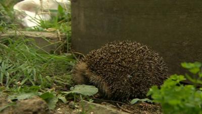 Hedgehog in allotment