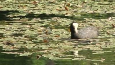 Coot on Cromford Canal