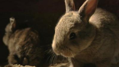 Rabbit in burrow