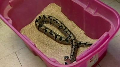 Snake in a plastic tub