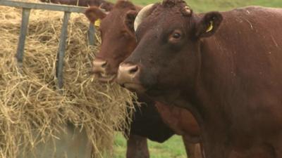 Cows on a farm