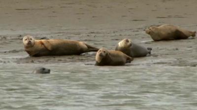 Seal colony in Thames Estuary