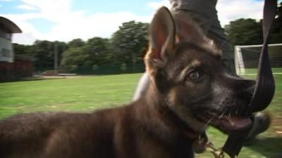 Police puppy