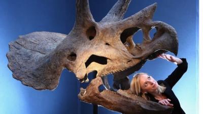 Triceratops Skull for auction at Christie's