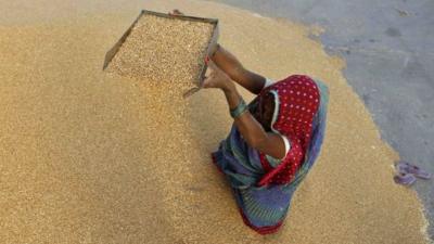 A woman winnows wheat crop at a wholesale grain market near the Indian city of Ahmedabad on May 7, 2013