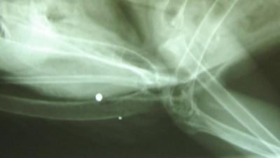 X-ray showing lead shot in the peregrine