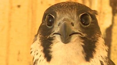 Peregrine falcon