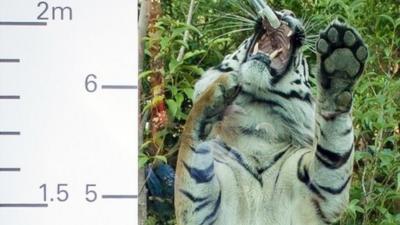 Jae Jae, a Sumatran tiger, is measured during the London Zoos annual weigh-in