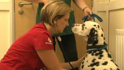 Dog is given check up before donating blood