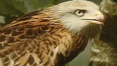 Red Kite