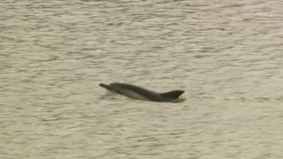 The River Dee dolphin