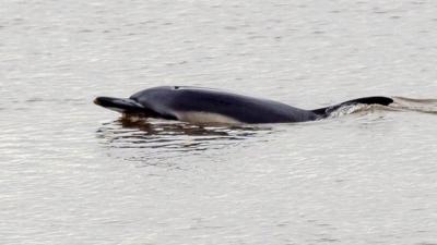 The dolphin at Connah's Quay