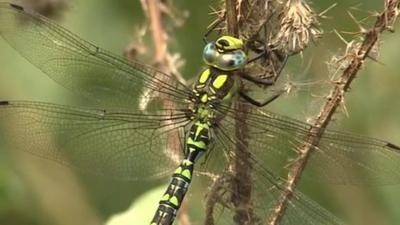 Southern hawker dragonfly