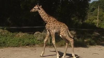 Rothschild's giraffe calf at Paignton Zoo