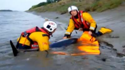 Two RNLI volunteers move the stranded dolphin