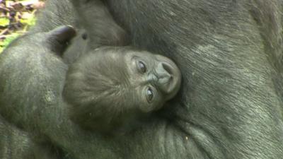 Baby Gorilla