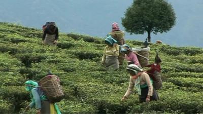 Workers picking tea in fields