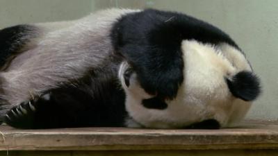 Tian Tian