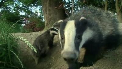 Badgers in the wild