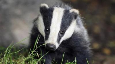 A badger