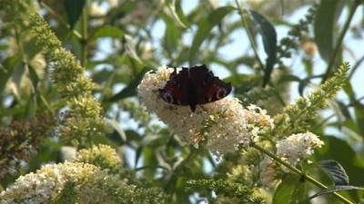 Butterfly on a flower