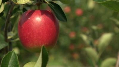 A cider apple growing in an orchard