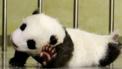 Yuan Zai, Taipei City Zoo's newborn panda cub