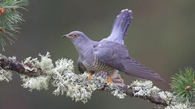 Cuckoo