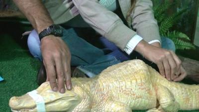 Albino alligator being given acupuncture