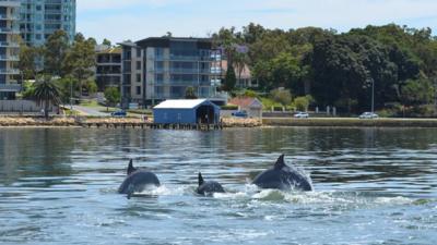 Dolphins in the Swan Canning Riverpark in Perth, Western Australia