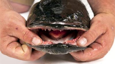 A Snakehead fish
